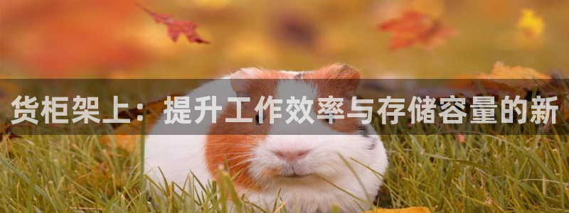 杏运登录：货柜架上：提升工作效率与存储容